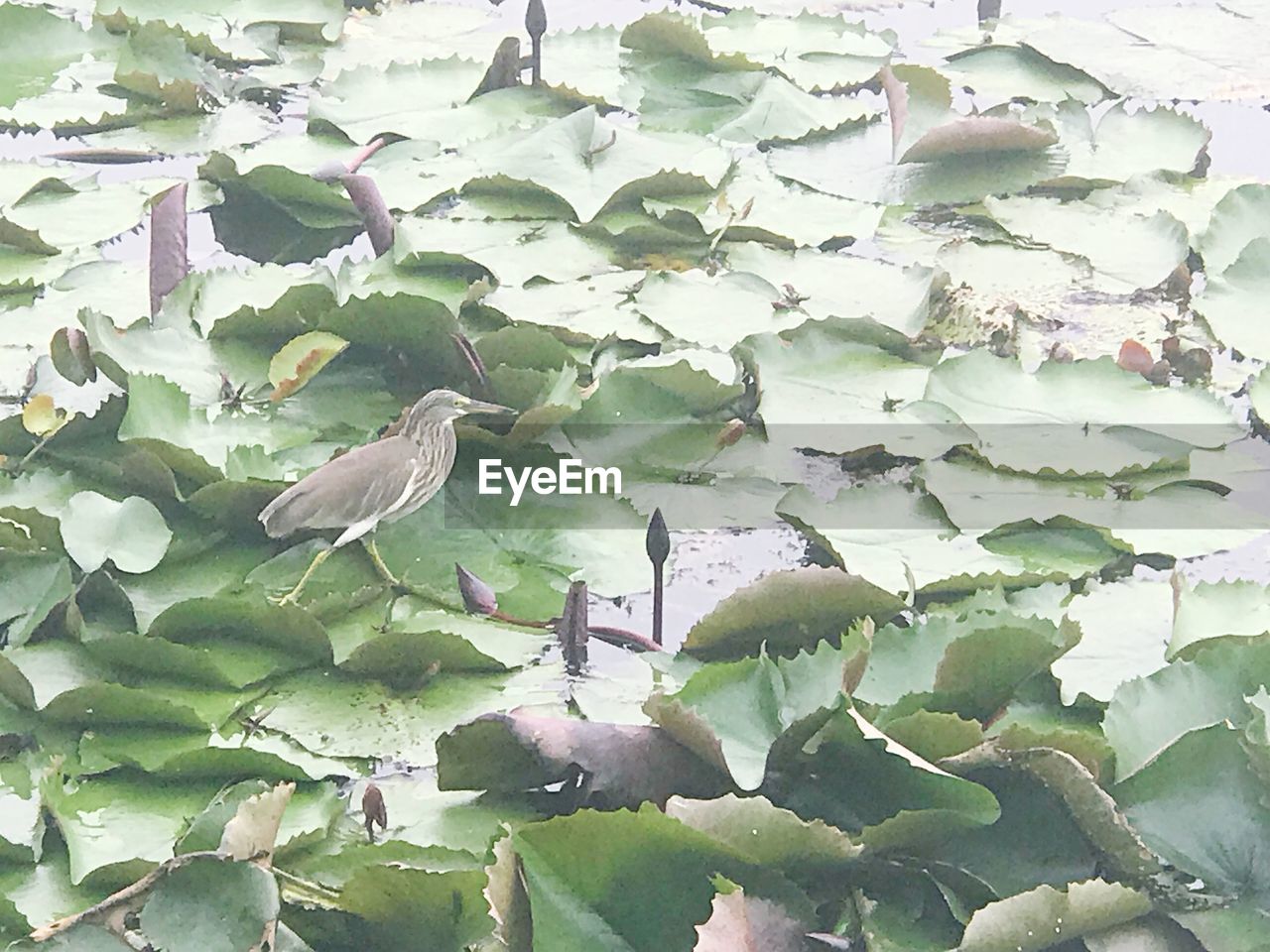 FLOCK OF BIRDS PERCHING ON PLANTS