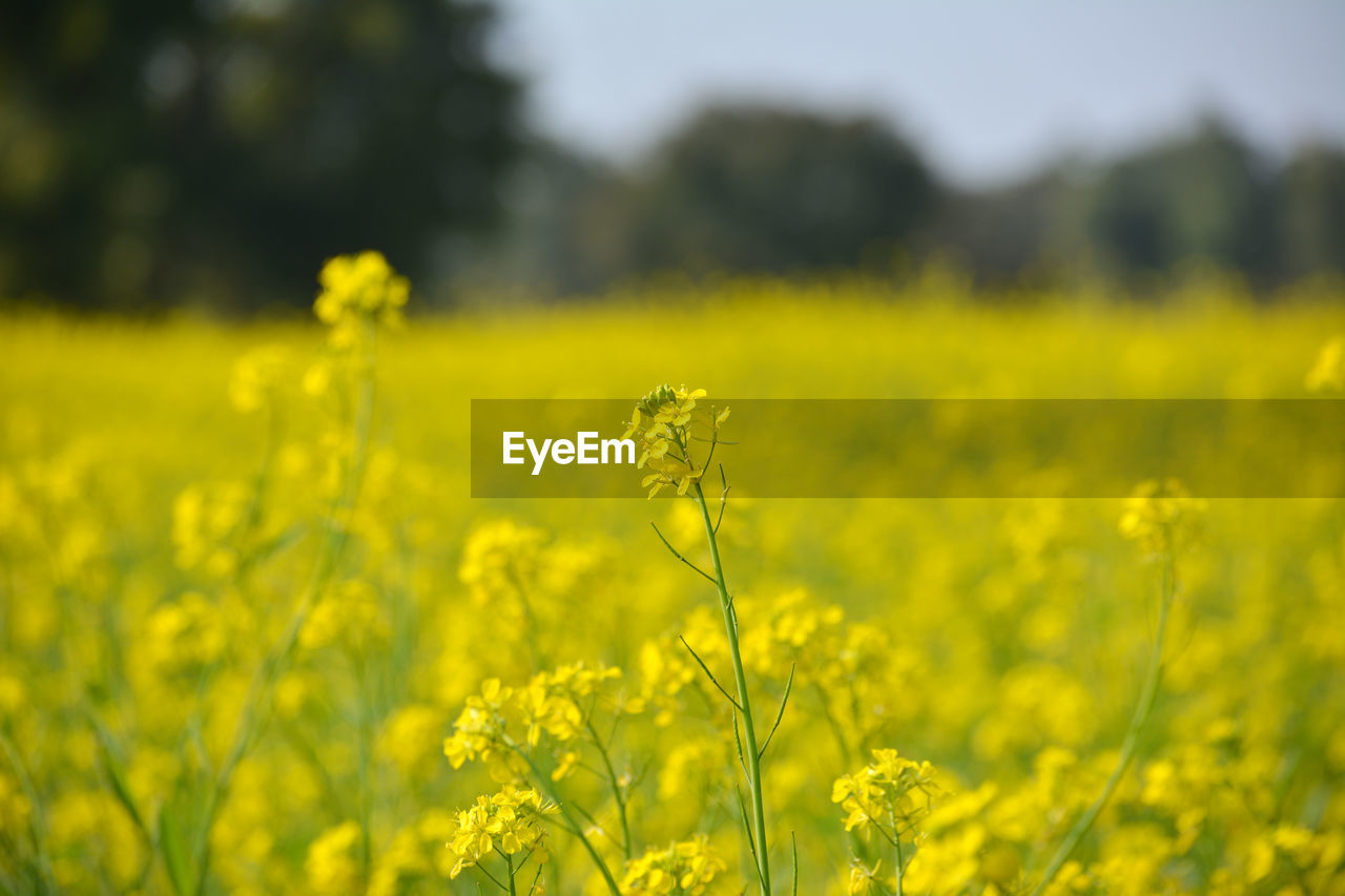 Closeup view of mustard yellow flowers blooming in field