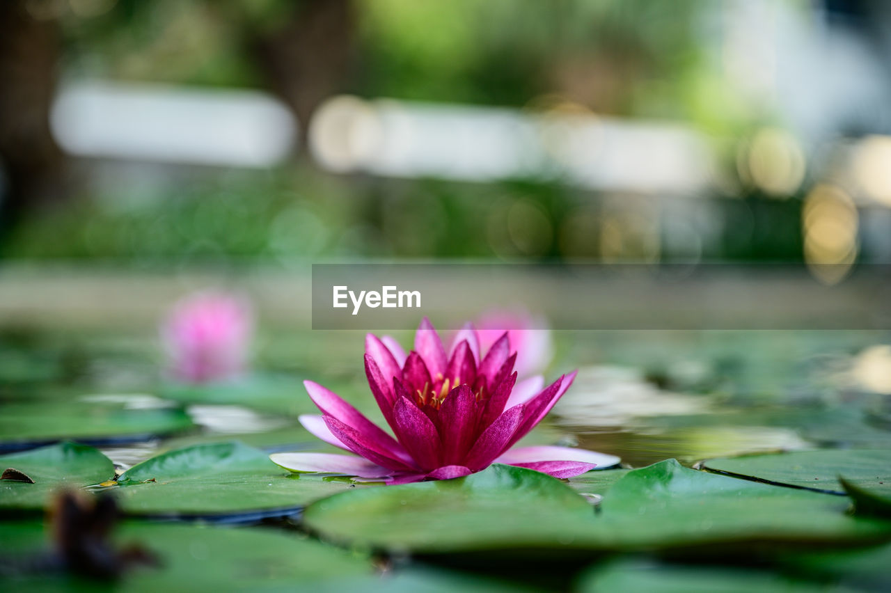 CLOSE-UP OF WATER LILY