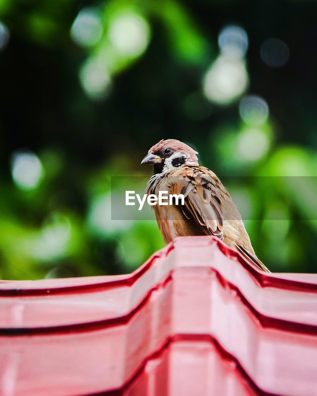 CLOSE-UP OF A BIRD PERCHING ON PLANT