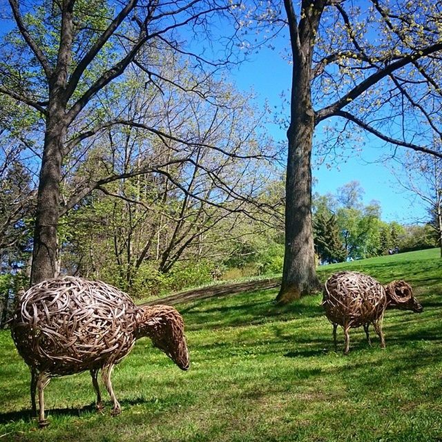 VIEW OF ANIMALS ON GRASSY FIELD