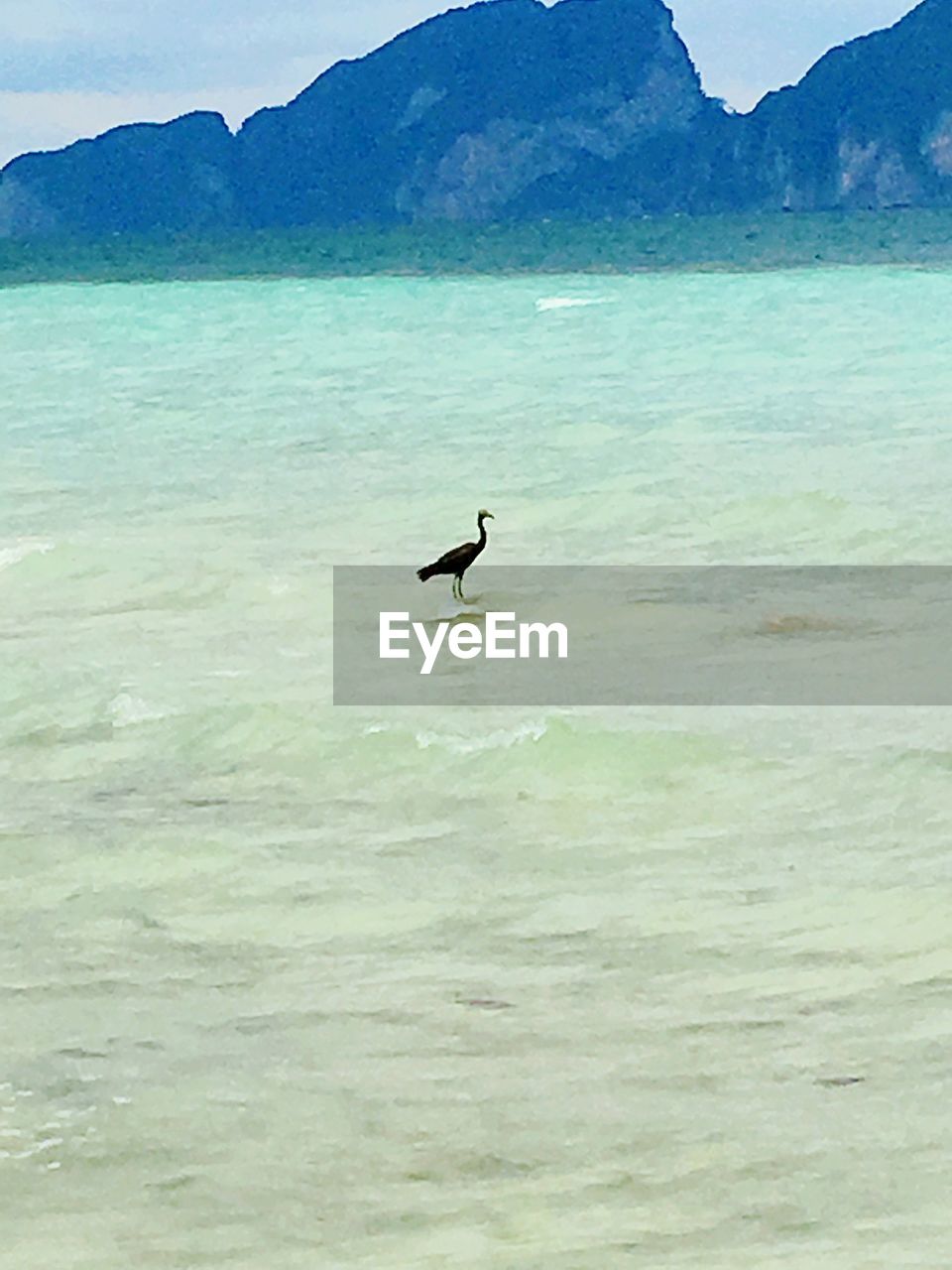 BIRD FLYING OVER SEA AGAINST MOUNTAINS