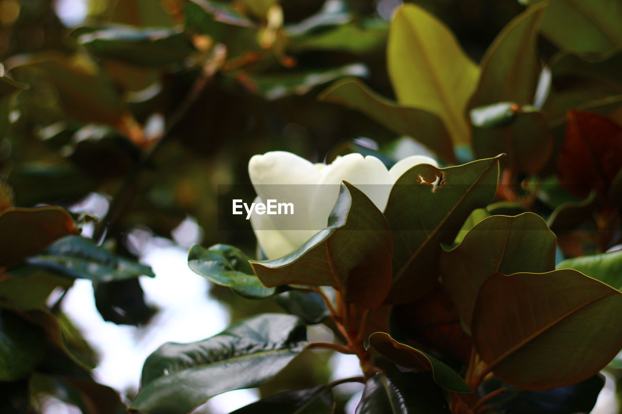 CLOSE-UP OF WHITE ROSE PLANT