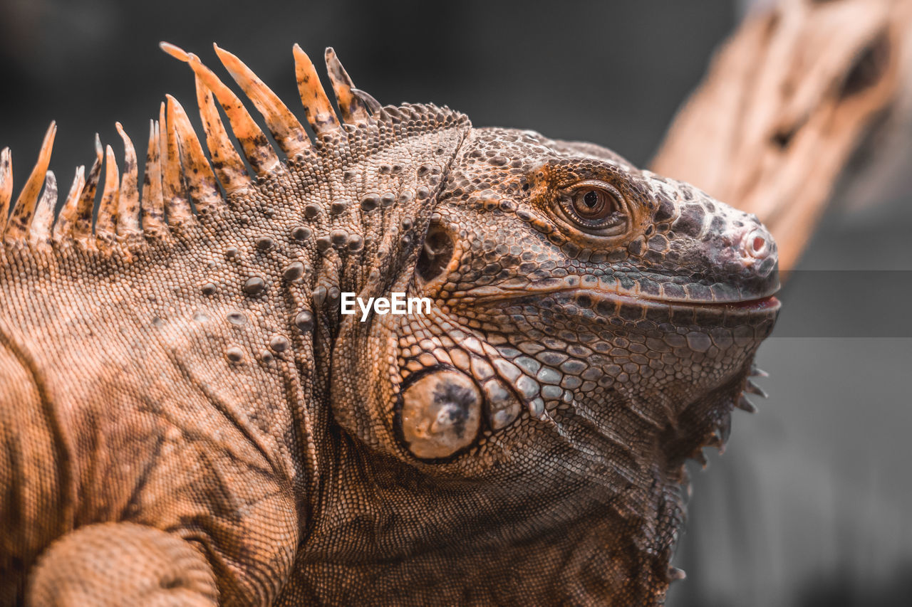 Close-up portrait of an orange colored male green iguana 