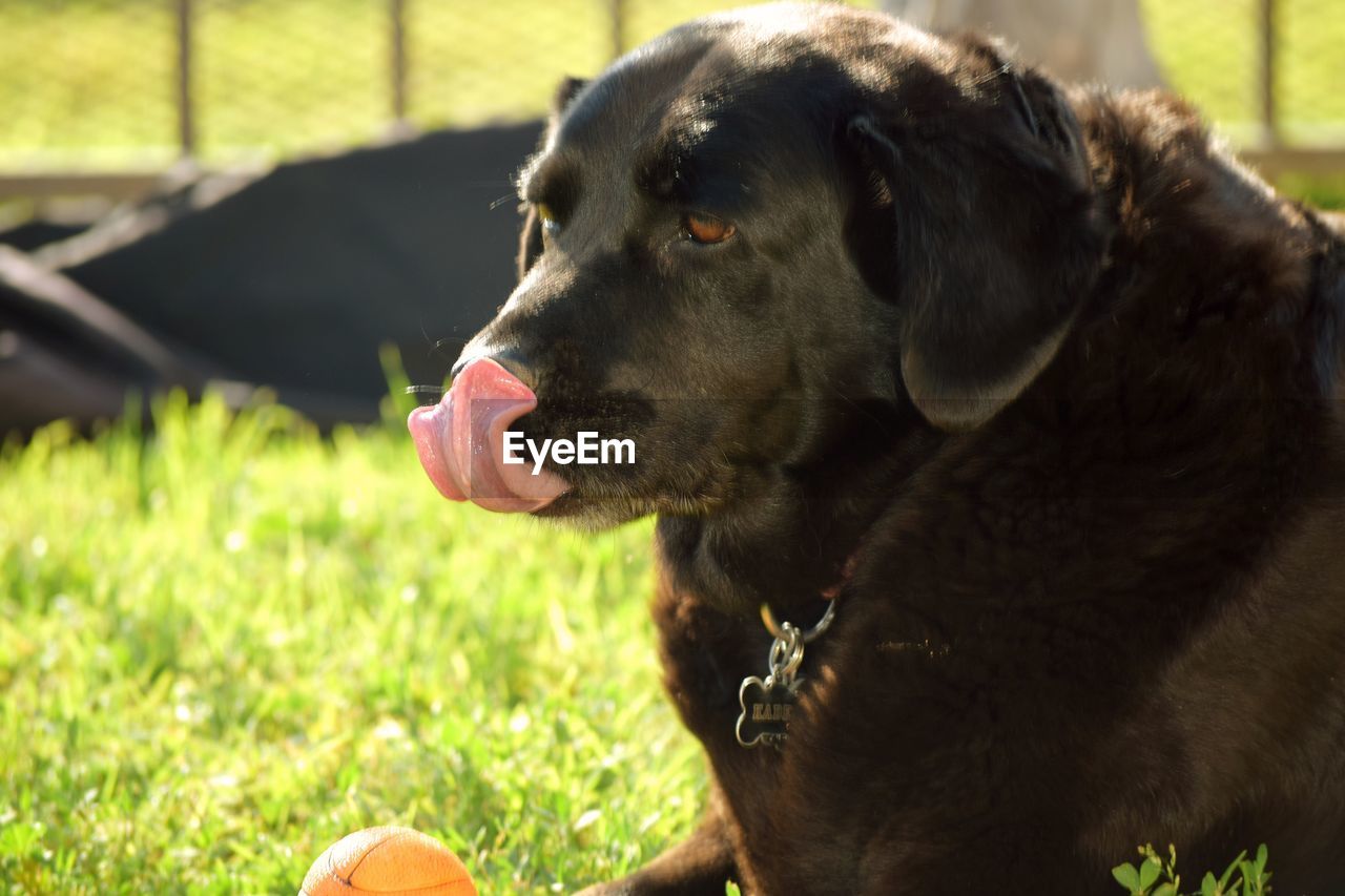 Close-up of dog on grassy field