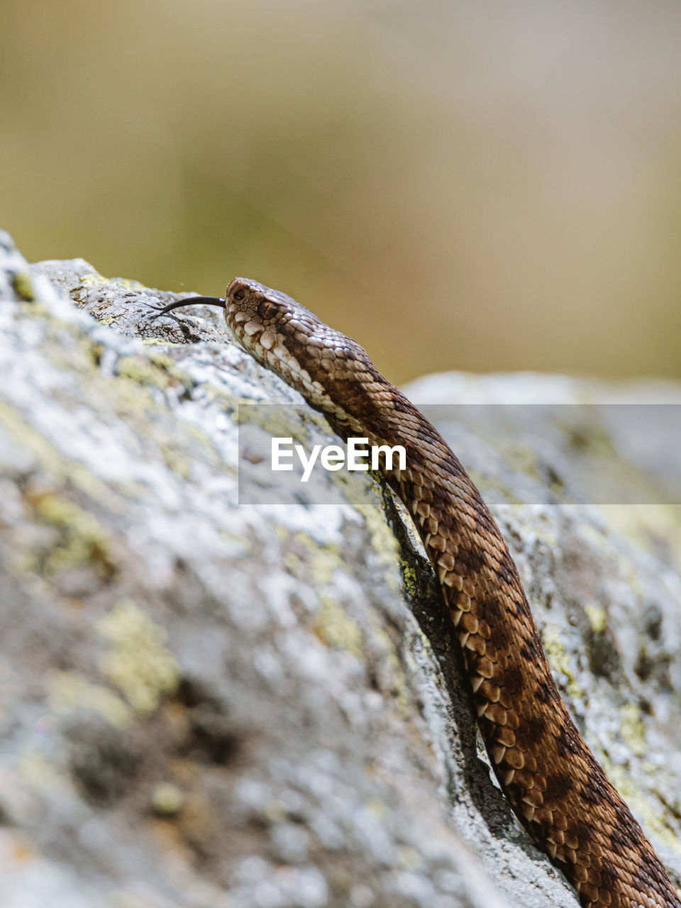 nature, close-up, animal themes, animal wildlife, animal, macro photography, one animal, wildlife, no people, selective focus, branch, reptile, tree, rock, outdoors, environment, tree trunk, leaf, day, textured, trunk, land, wood, plant, lizard