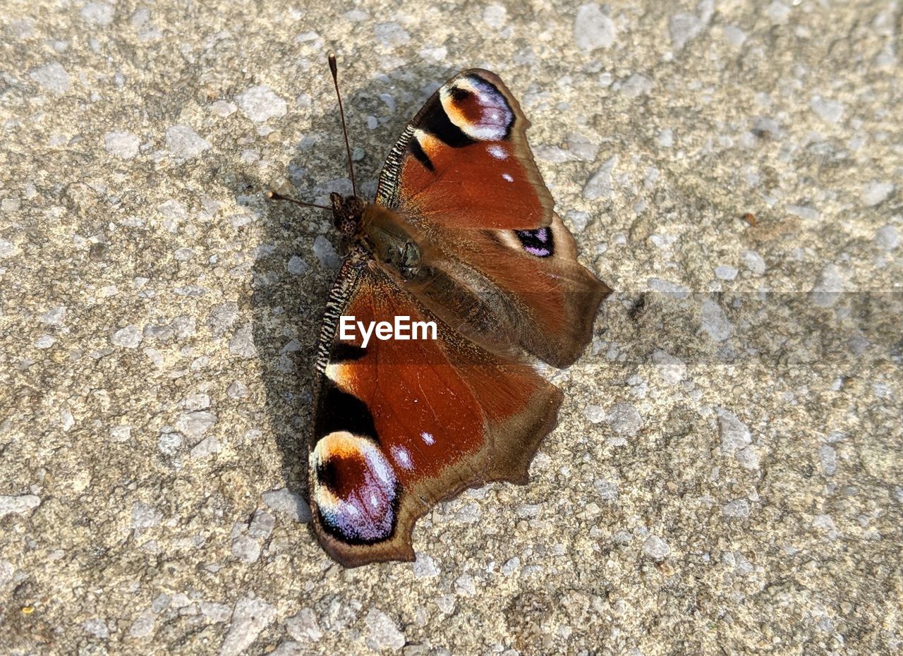 Close-up of butterfly on rock