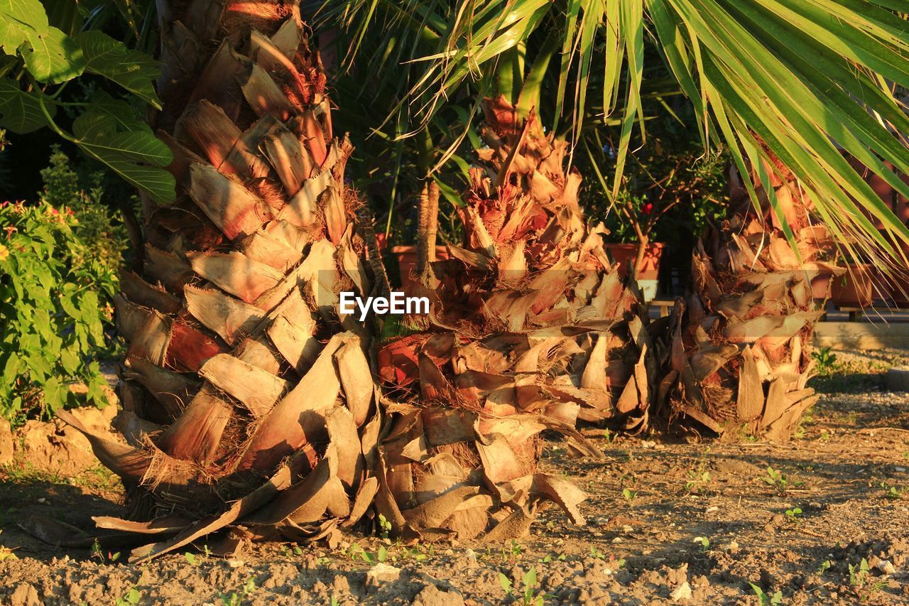 Palm trees growing on field