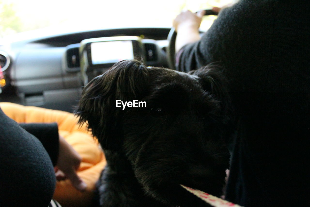 Close-up of dog in car