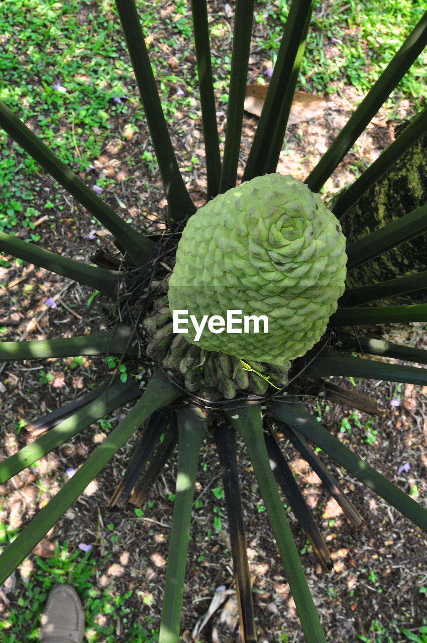 HIGH ANGLE VIEW OF FRESH GREEN PLANT IN FOREST