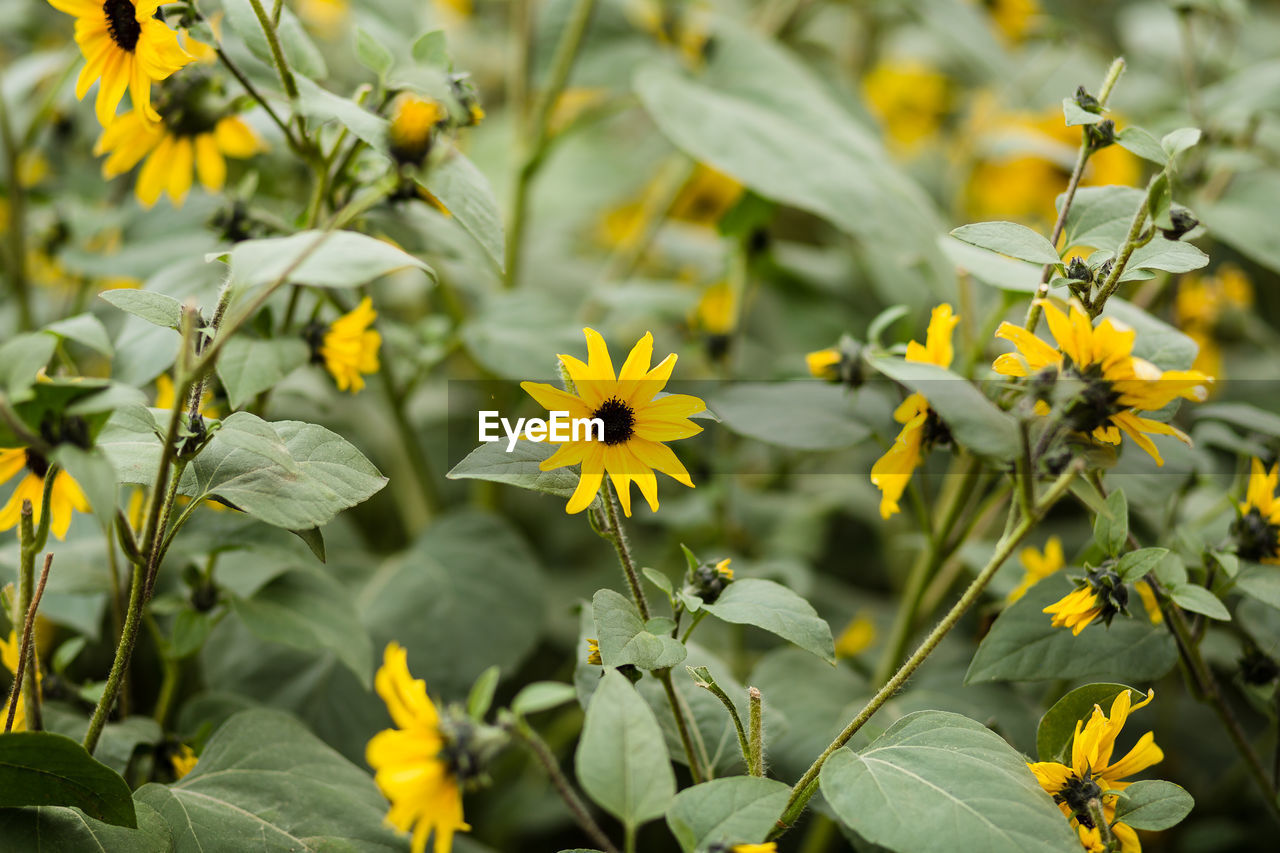 CLOSE-UP OF YELLOW FLOWERING PLANTS AGAINST BLURRED BACKGROUND