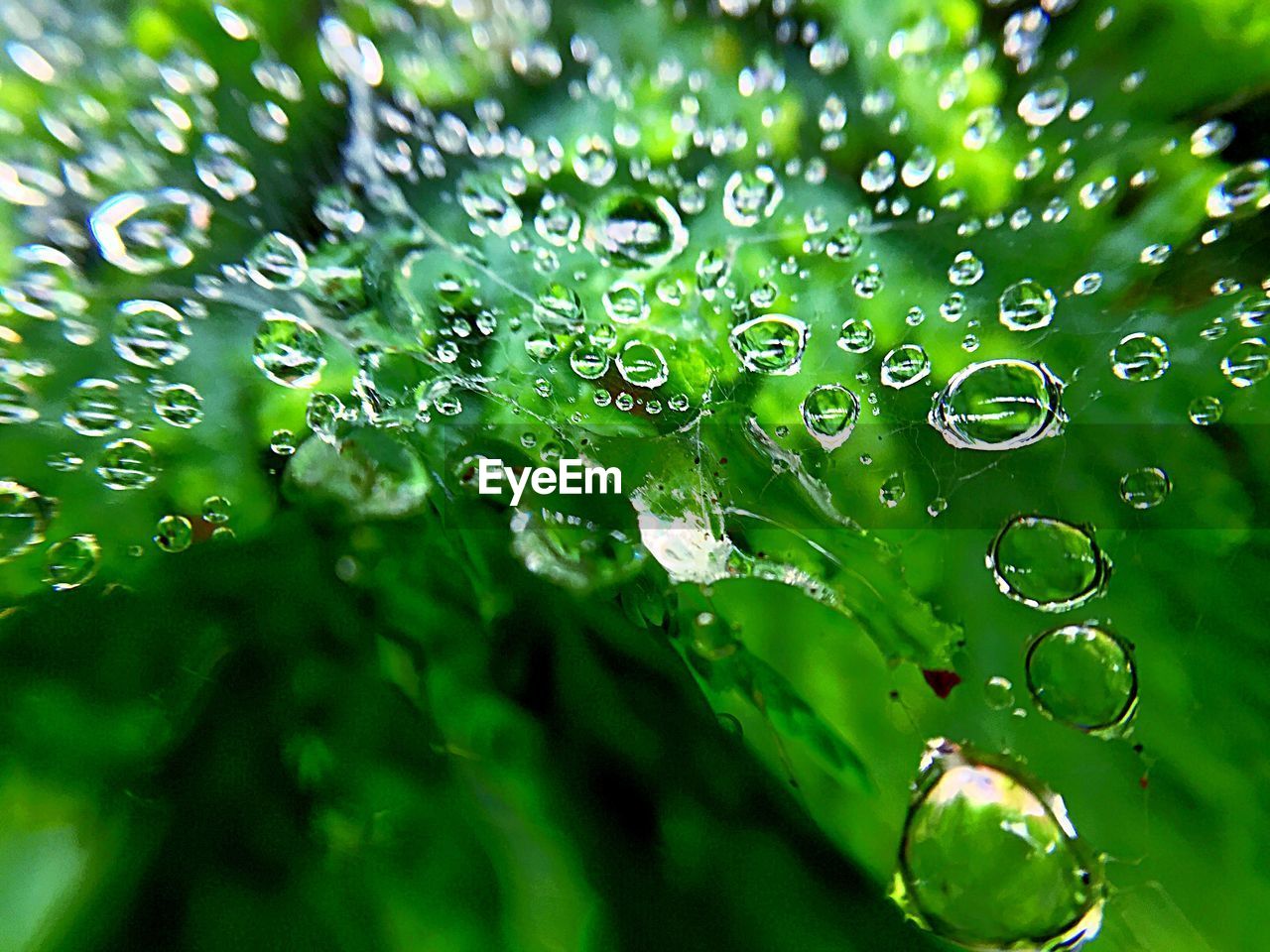 Close-up of water drops on leaves during rainy season