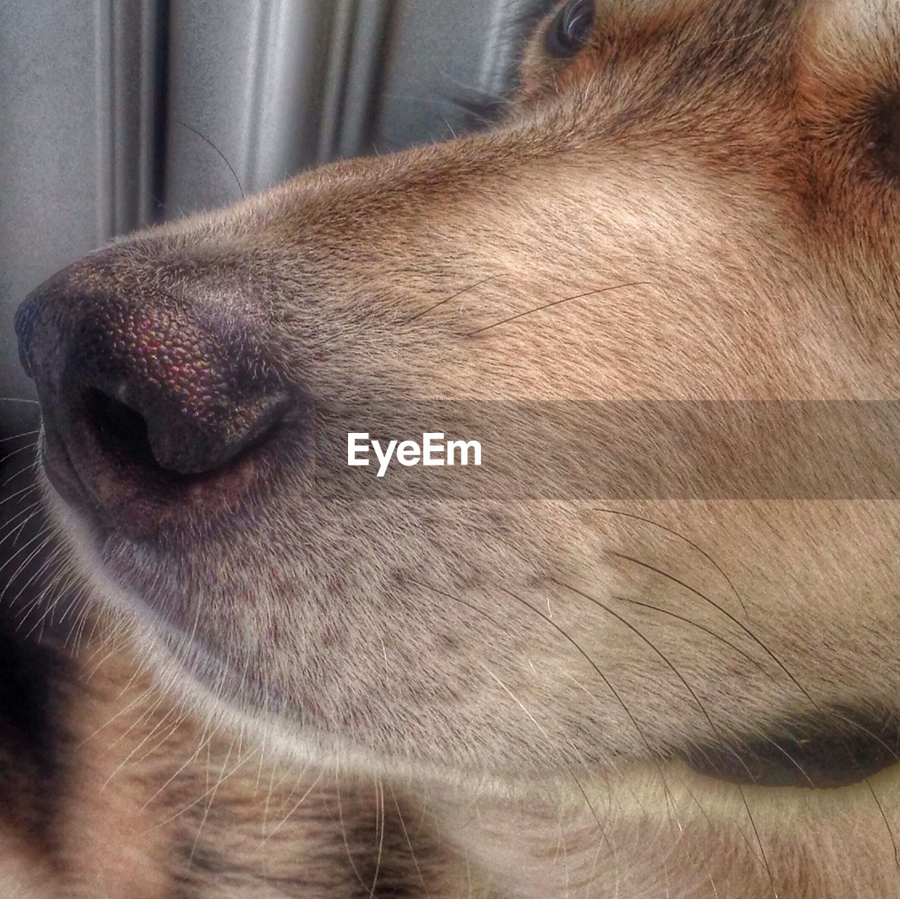Close-up of dog's nose