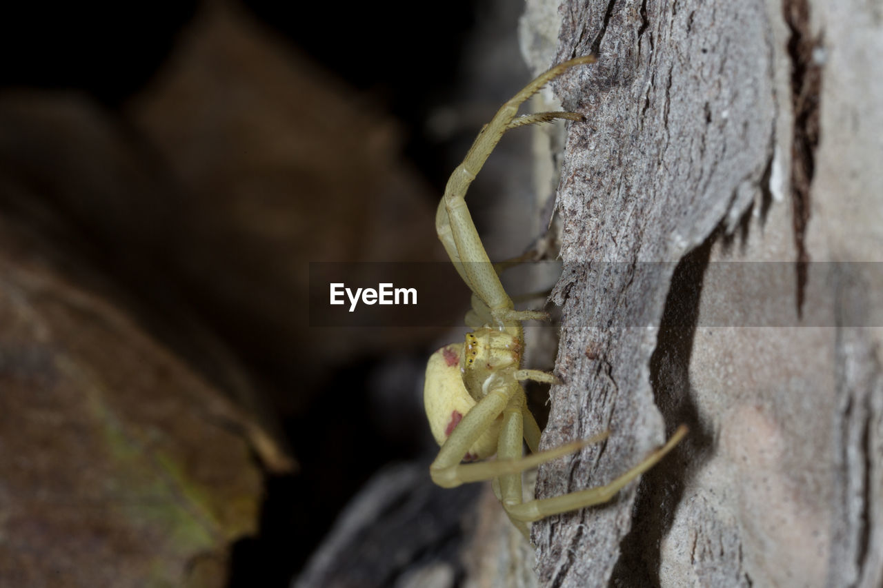 CLOSE-UP OF INSECT ON TREE