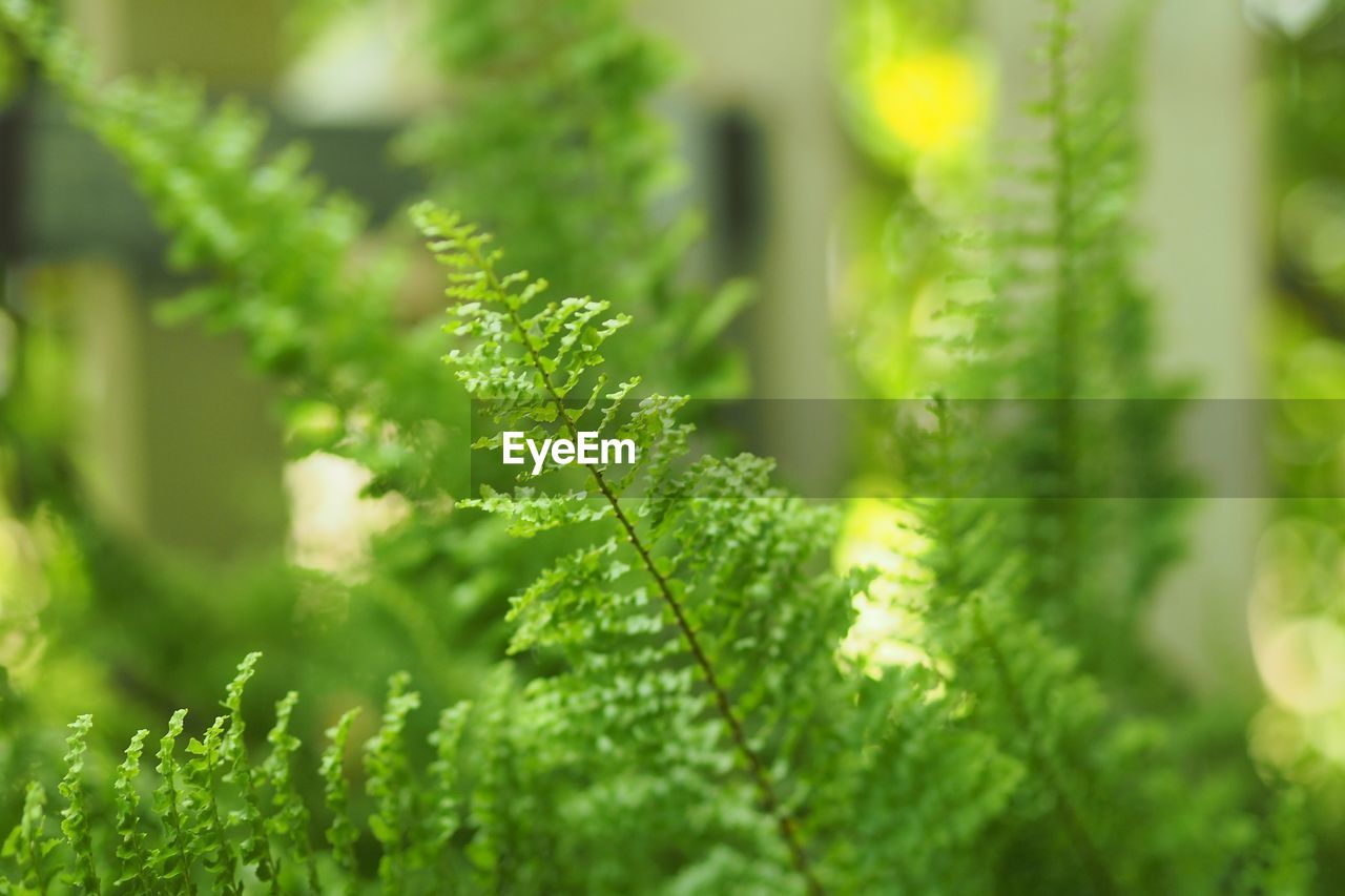 Close-up of green leaves on plant