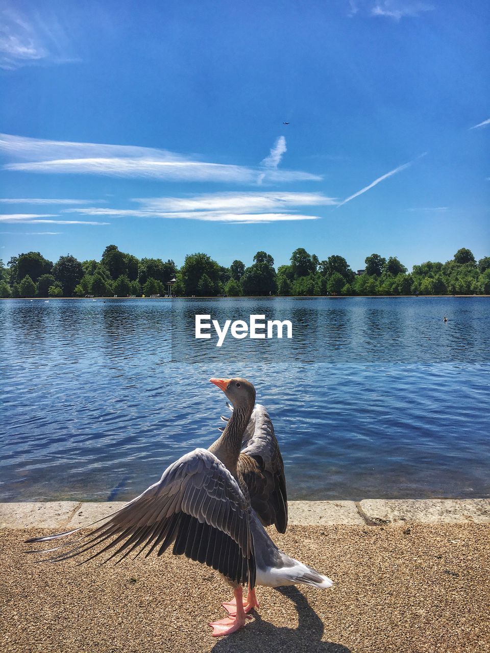 Duck on lake against sky