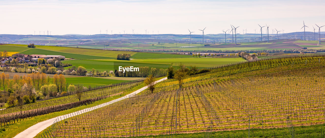 Landscape of a rural region with vineyards in front of numerous wind turbines on the horizon