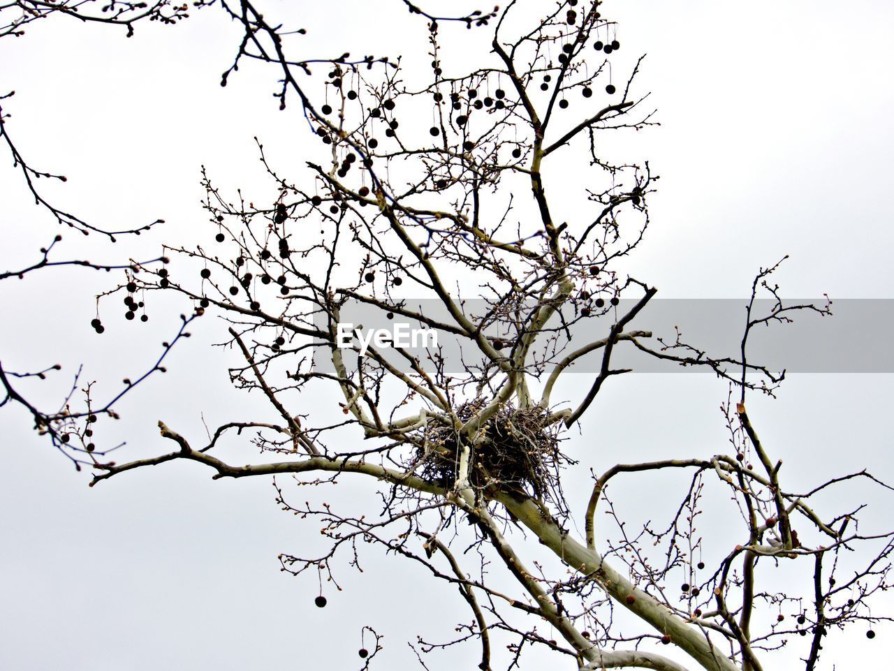 LOW ANGLE VIEW OF BARE TREE BRANCH AGAINST SKY