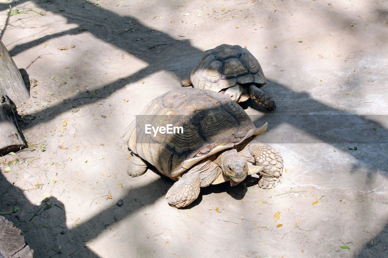 HIGH ANGLE VIEW OF TORTOISE IN SAND