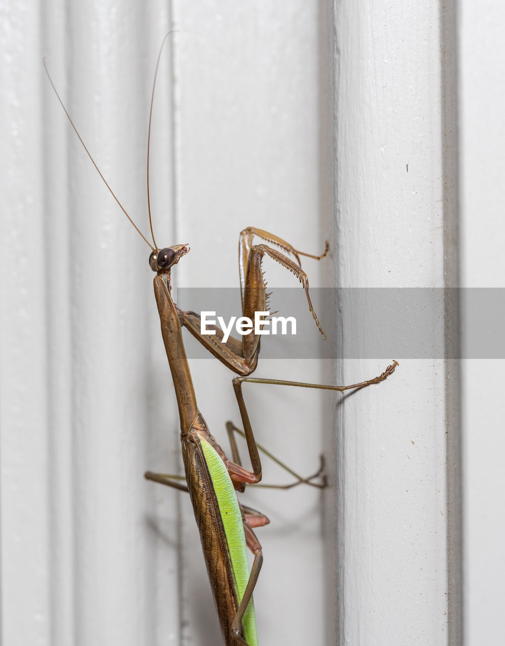 CLOSE-UP OF INSECT AGAINST WALL