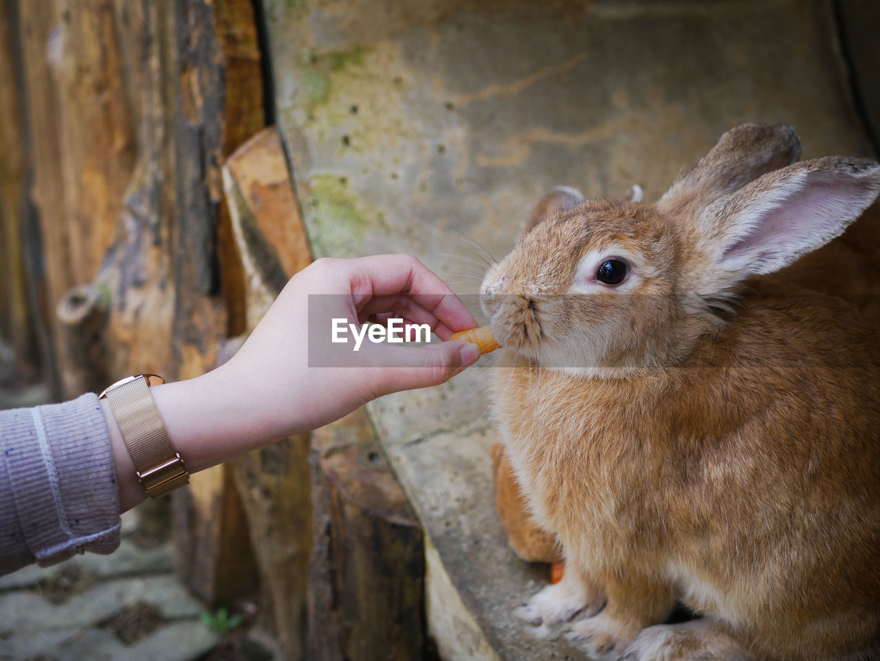 Close-up of hand feeding