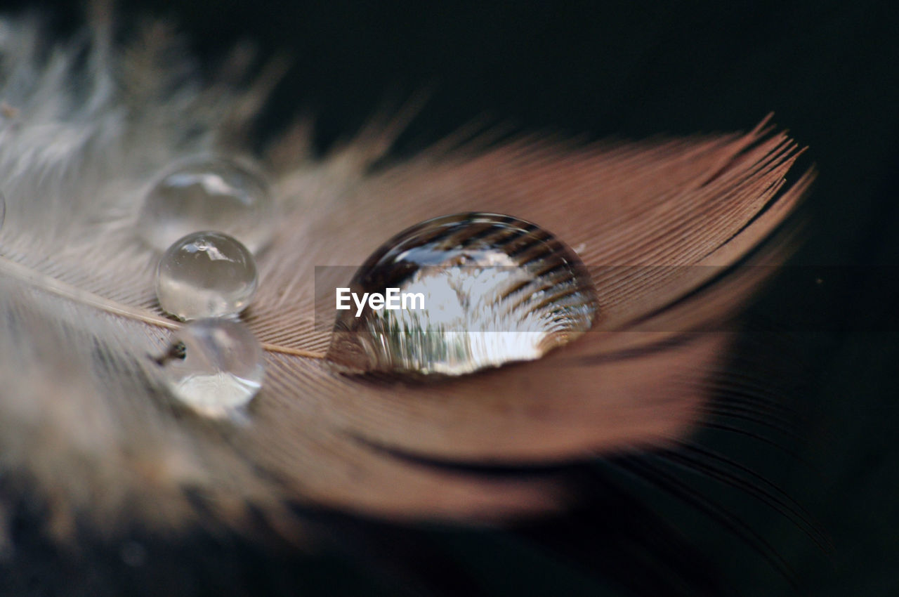 Close-up of water drops 