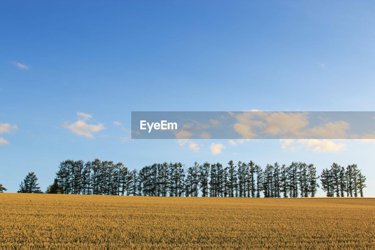 Low angle scenic view of agricultural field against blue sky