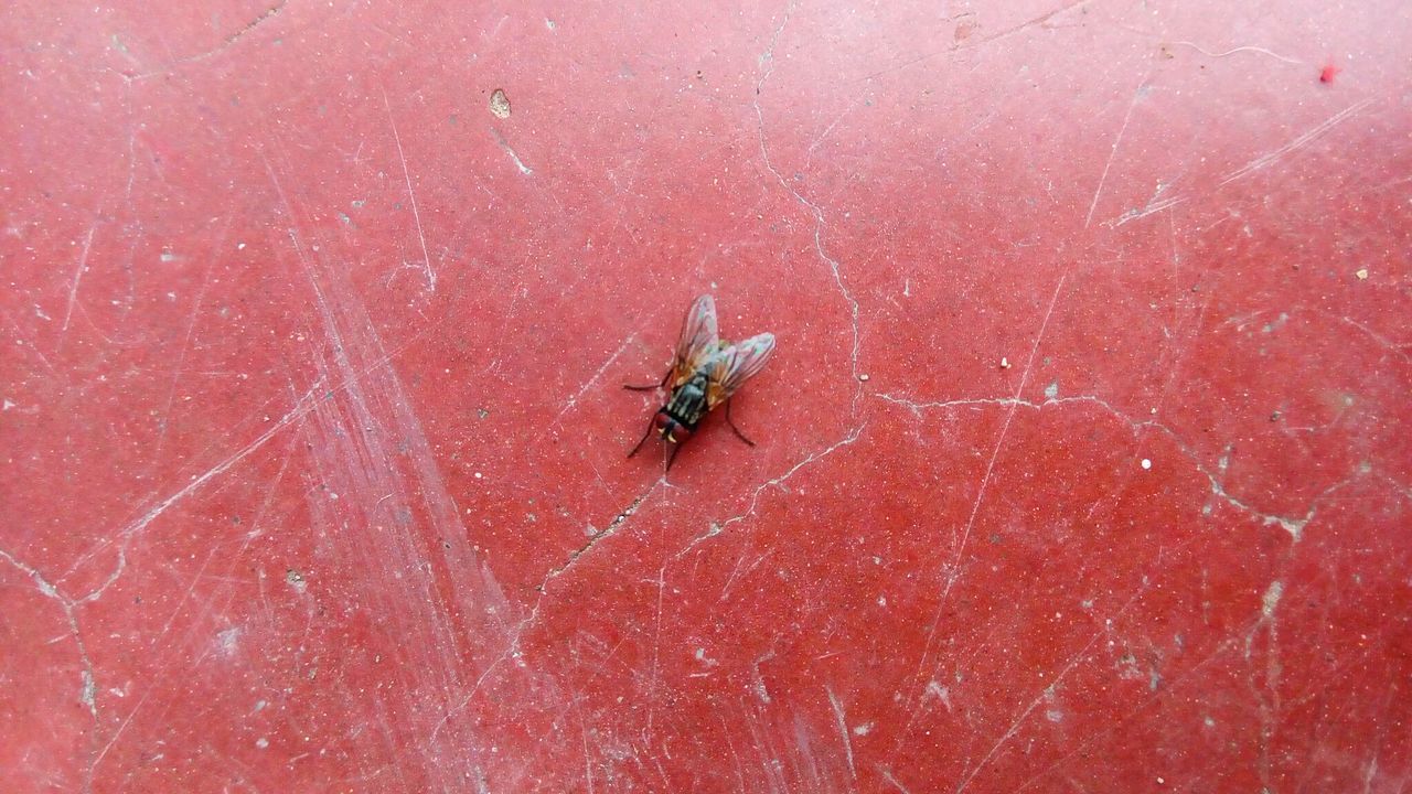 CLOSE-UP OF INSECT ON RED SURFACE