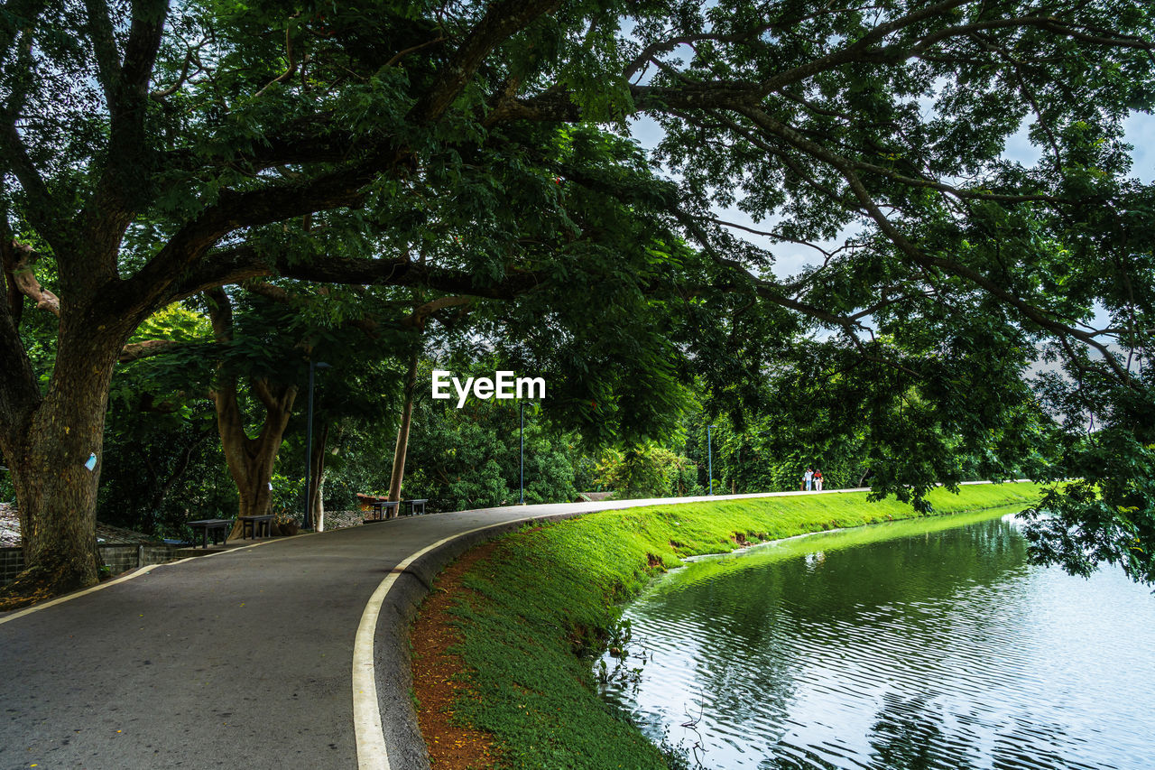 ROAD AMIDST TREES AND GRASS