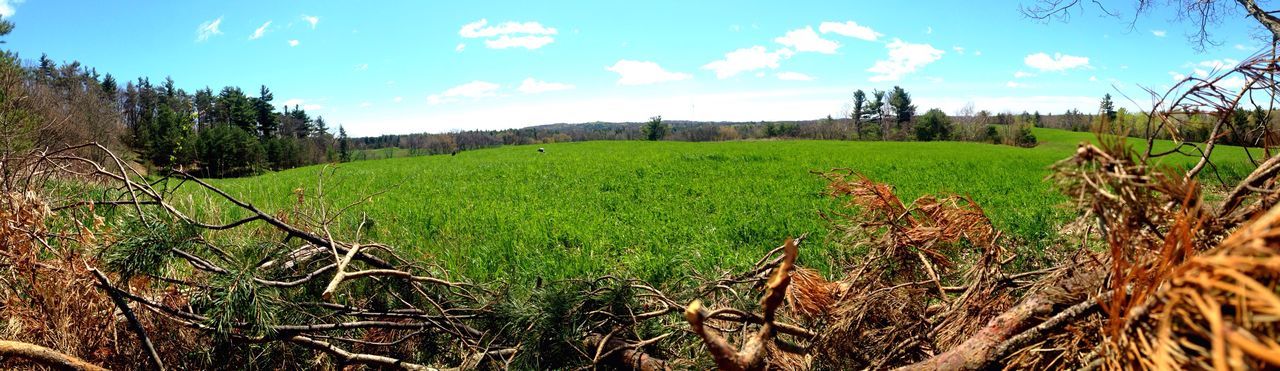 Scenic view of field against sky