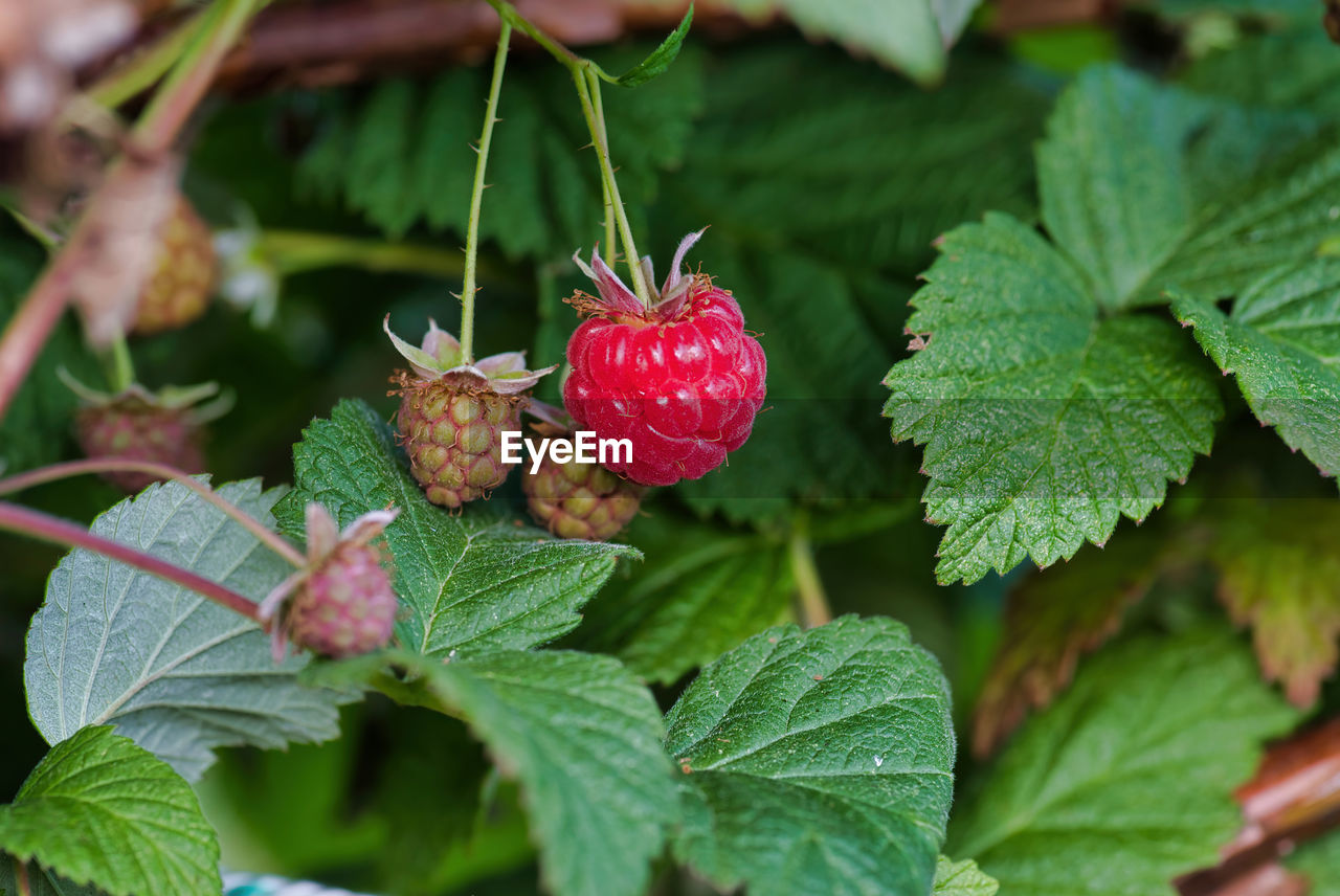 CLOSE-UP OF STRAWBERRIES ON PLANT