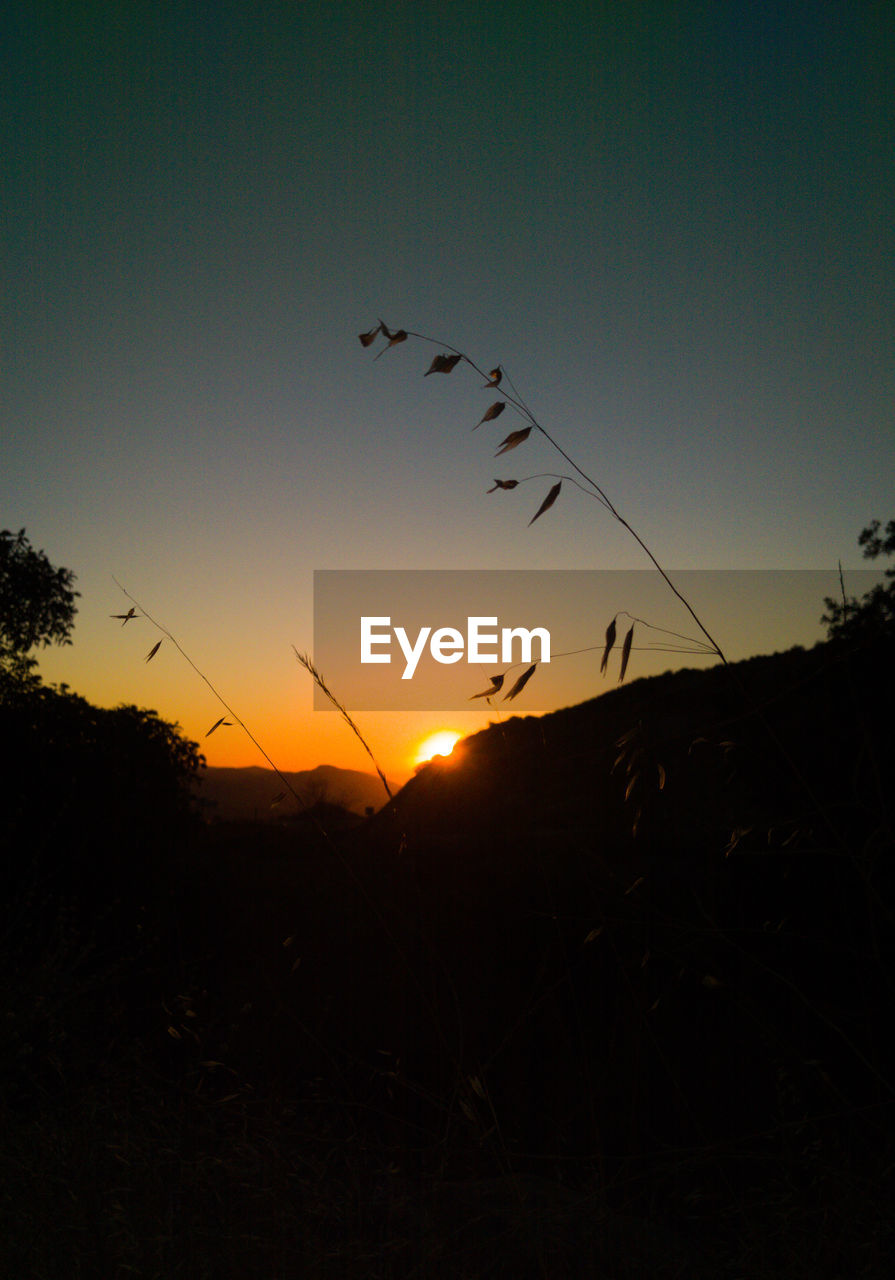 LOW ANGLE VIEW OF SILHOUETTE BIRDS FLYING IN SKY AT SUNSET