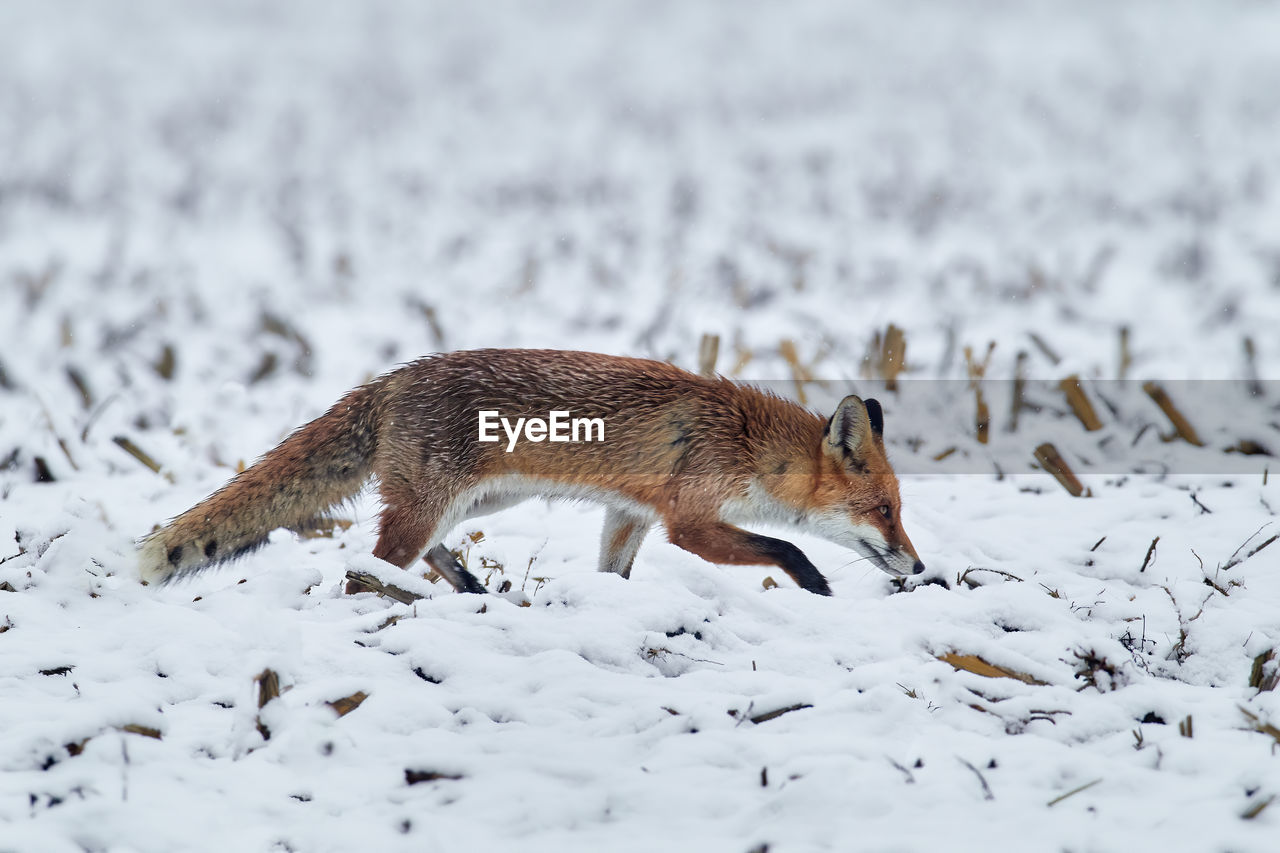 View of fox walking on snow