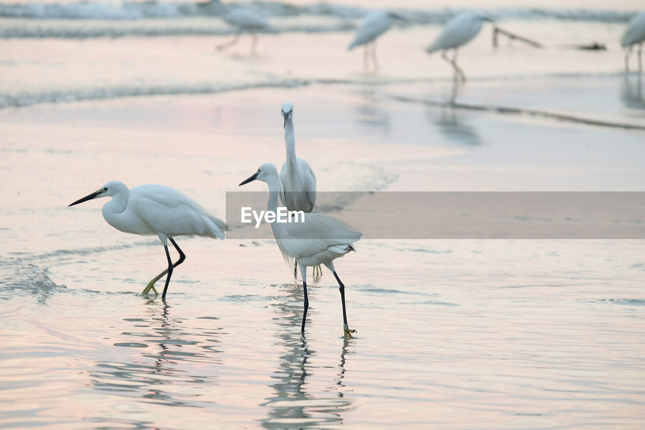 Birds perching by lake