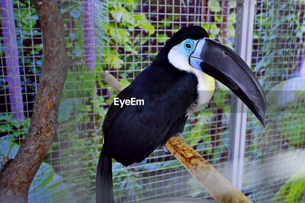 BIRD PERCHING IN CAGE