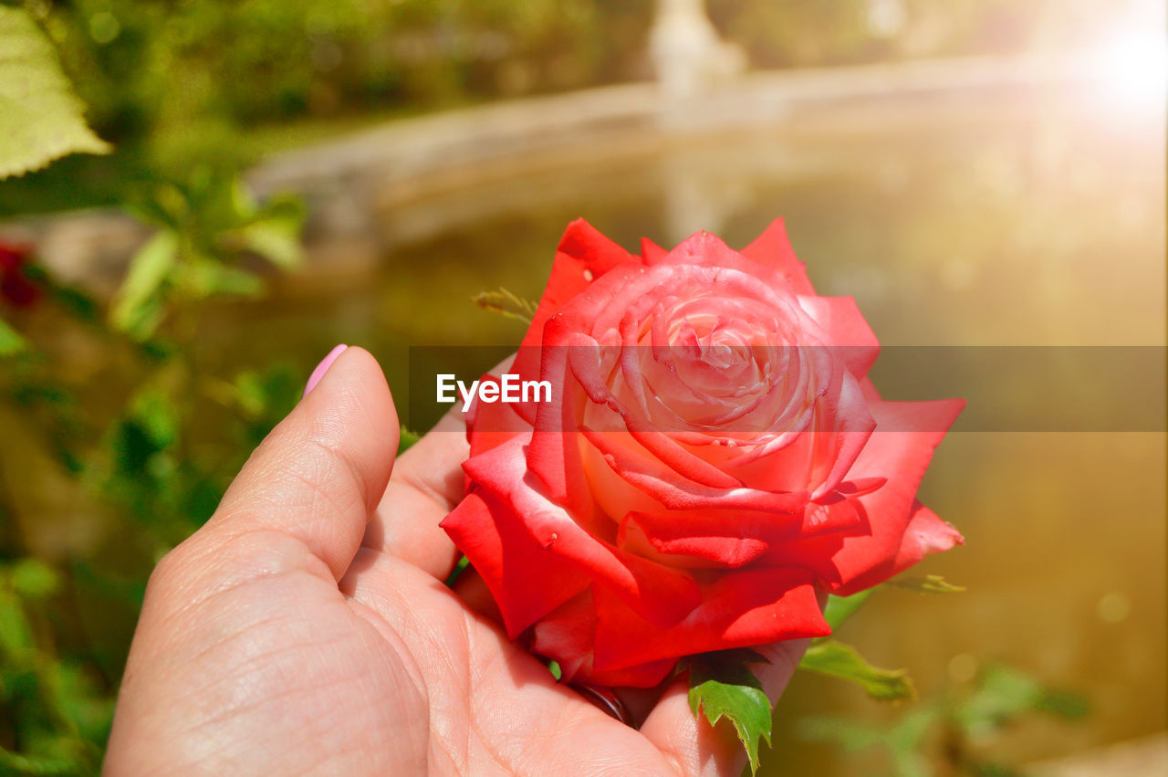 Close-up of a woman's hand holding a delicate pink rose in an outdoor garden on a sunny summer day.