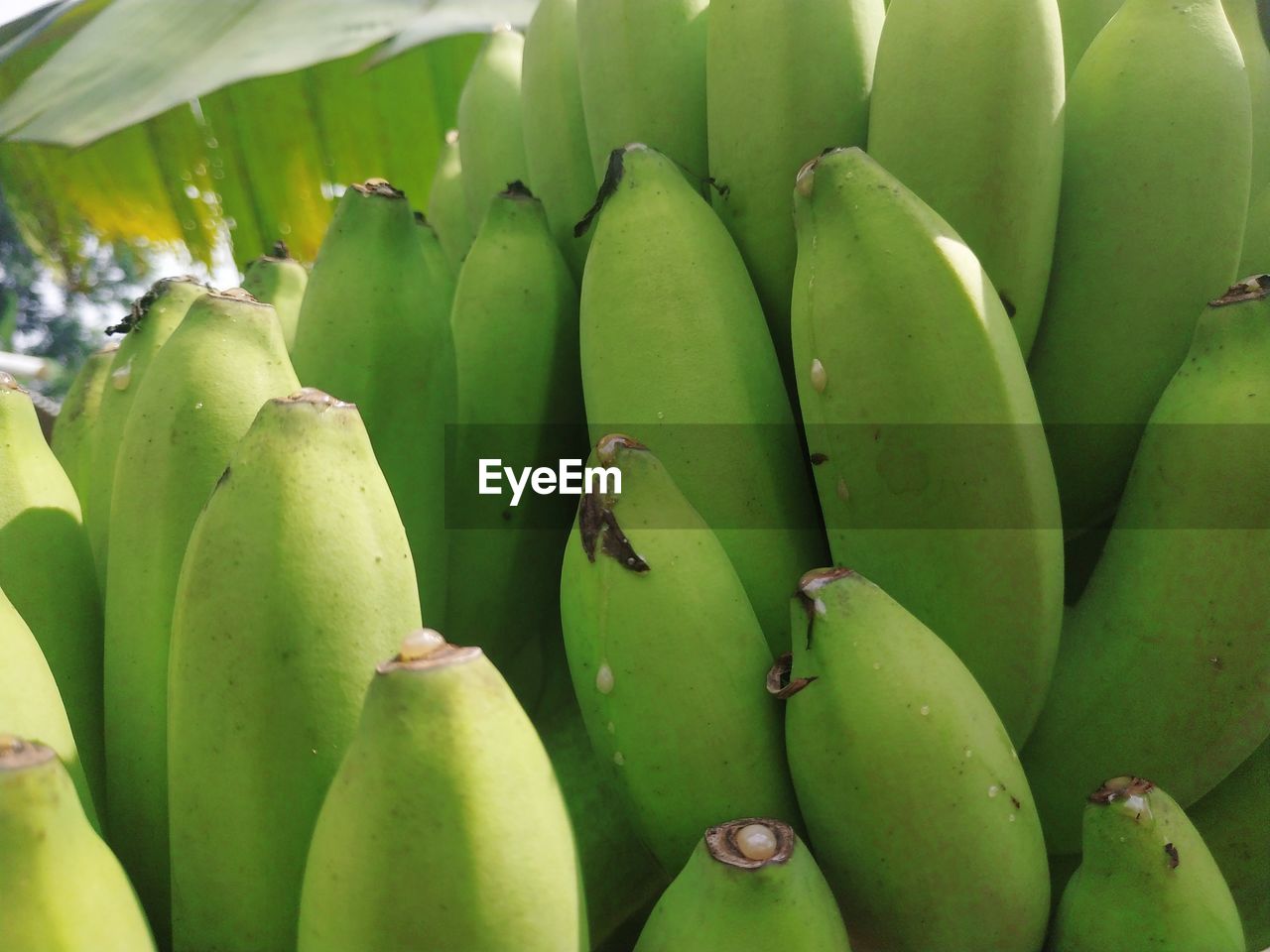 Banana fruit that is ready to be harvested