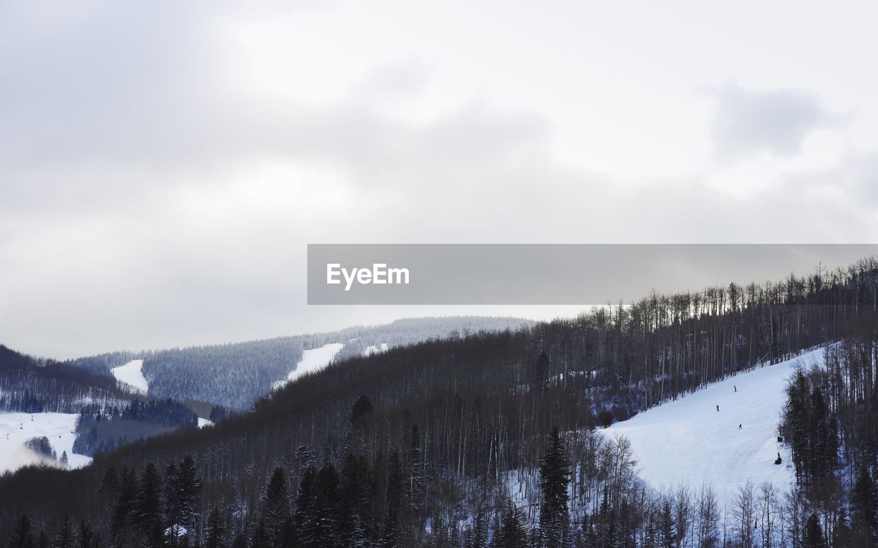 TREES ON SNOW COVERED MOUNTAIN AGAINST SKY