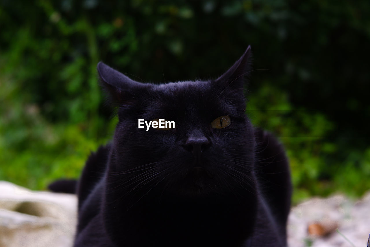CLOSE-UP PORTRAIT OF A CAT