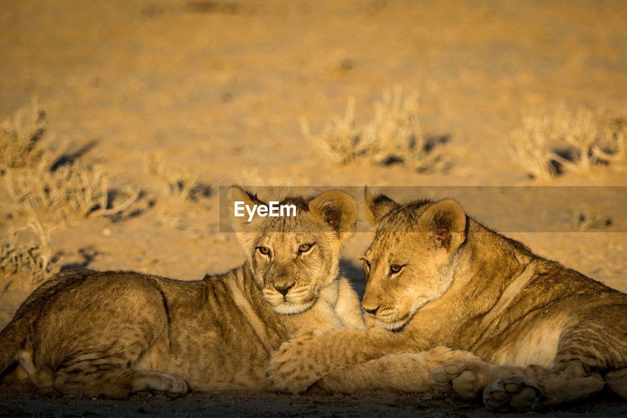 Close-up of lion cubs relaxing on sand