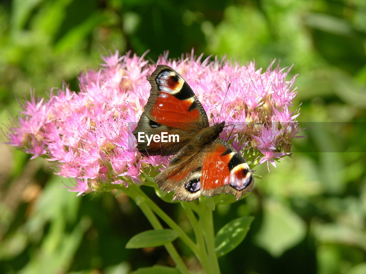 CLOSE-UP OF BUTTERFLY ON PINK FLOWER