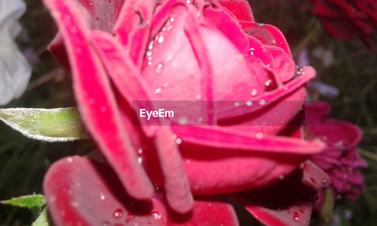 CLOSE-UP OF WATER DROPS ON PINK FLOWER