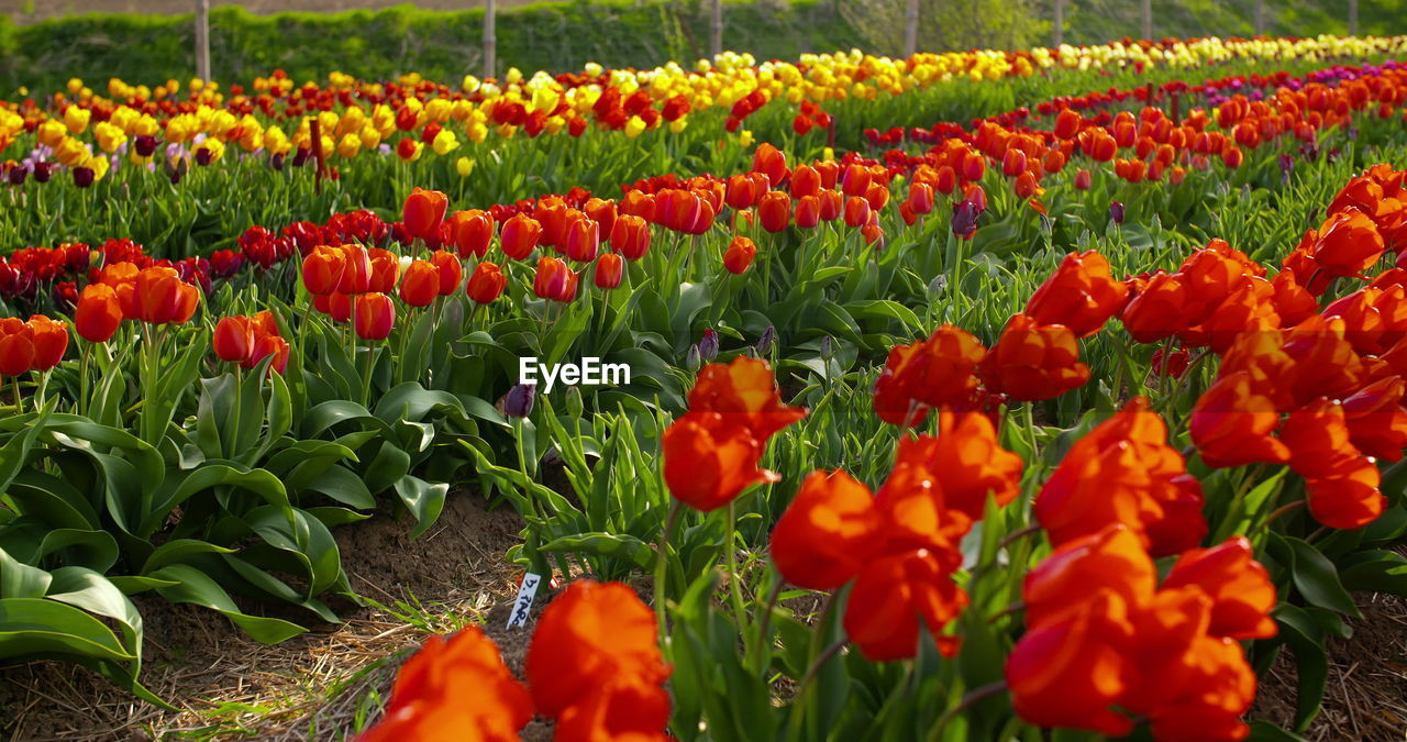 plant, flower, flowering plant, tulip, beauty in nature, freshness, growth, field, nature, land, fragility, flowerbed, red, flower head, landscape, multi colored, inflorescence, petal, no people, botany, springtime, abundance, rural scene, close-up, agriculture, day, green, environment, orange color, yellow, plant part, outdoors, garden, leaf, vibrant color, tranquility, blossom, poppy, scenics - nature, sunlight, ornamental garden, landscaped, sky