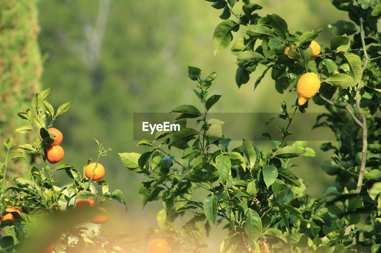 Oranges on tree