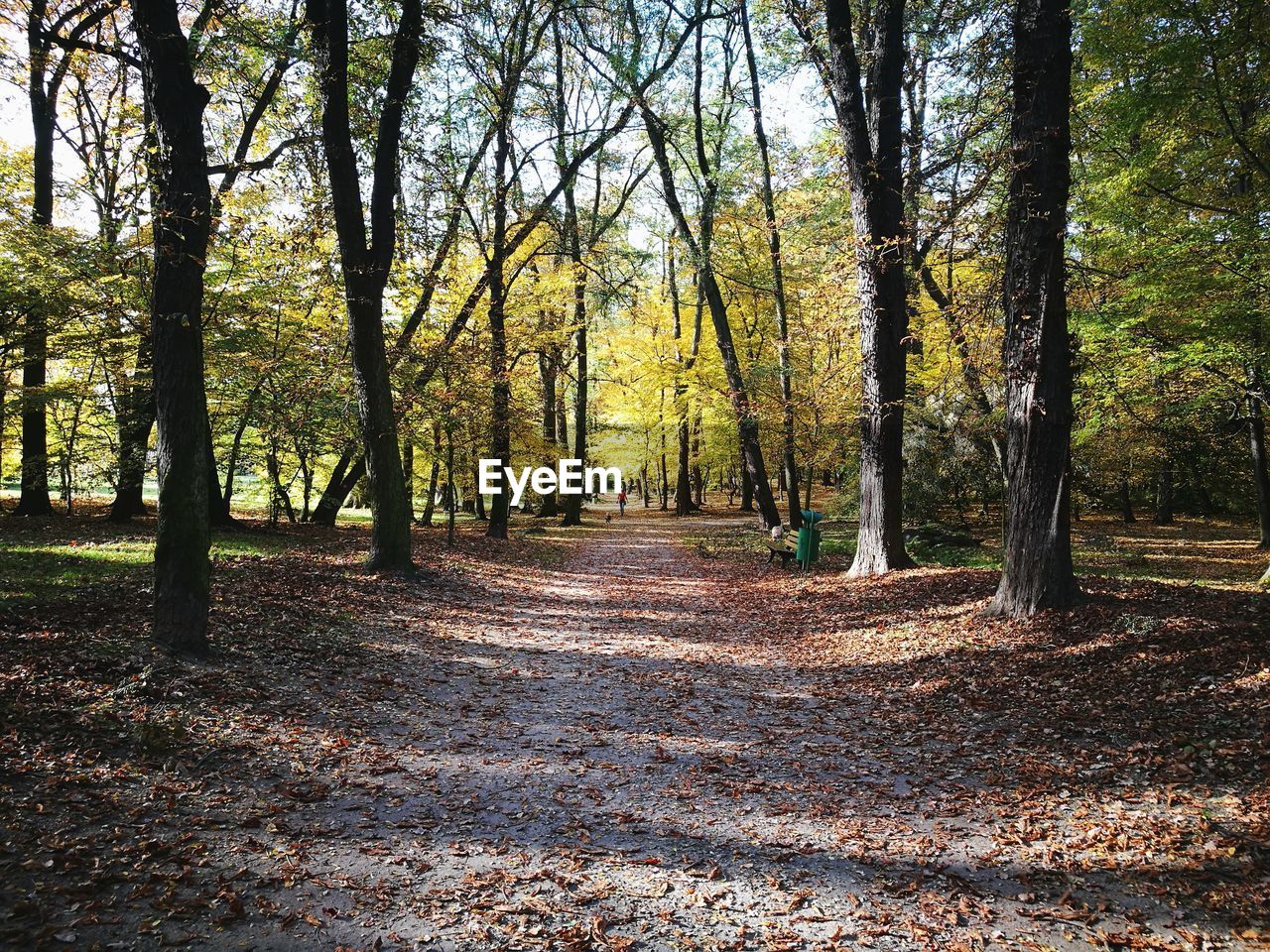 DIRT ROAD AMIDST TREES IN FOREST DURING AUTUMN