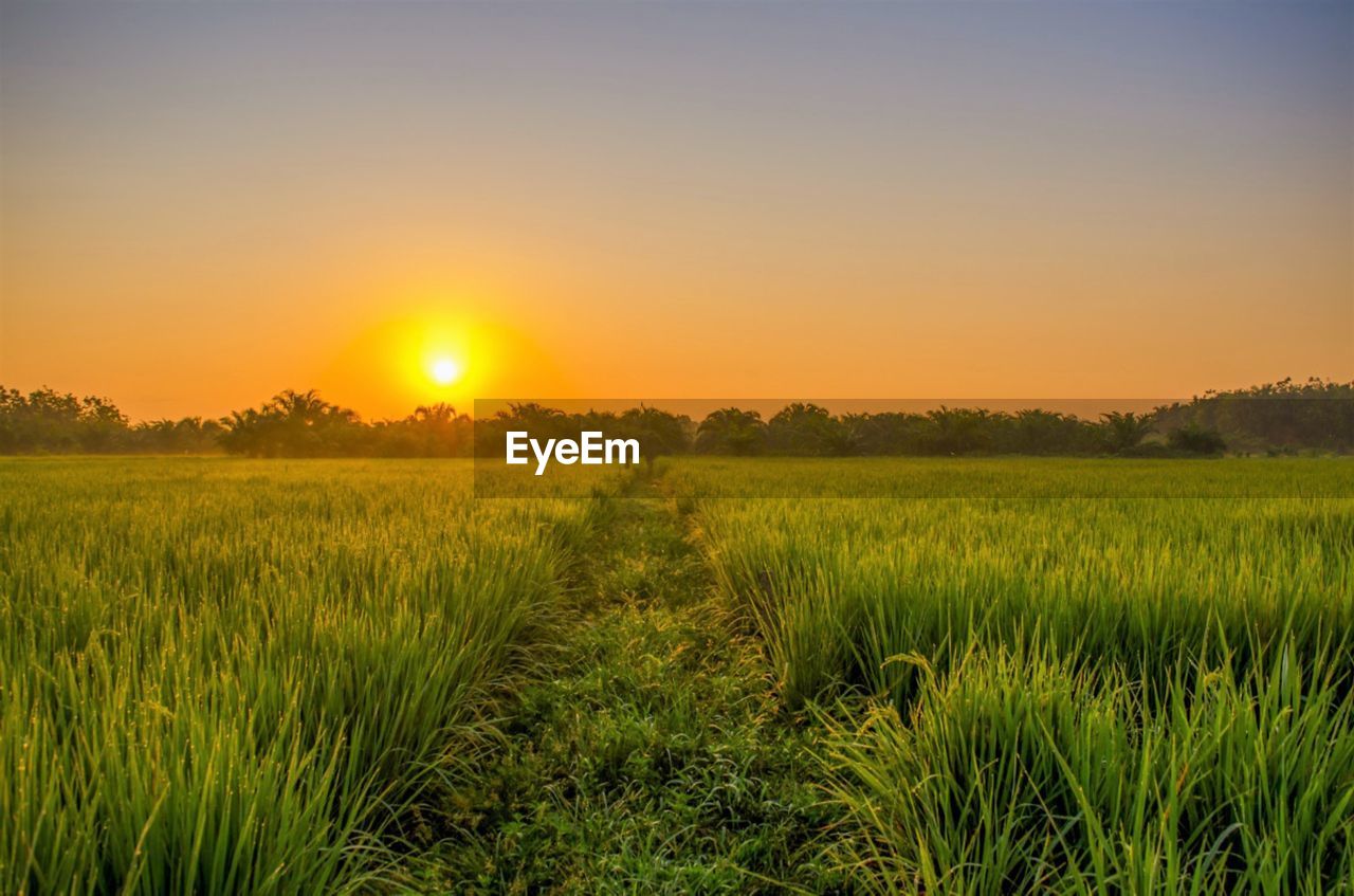 landscape, sky, field, environment, plant, sunset, land, agriculture, rural scene, beauty in nature, nature, scenics - nature, crop, sun, horizon, tranquility, cereal plant, sunlight, tranquil scene, growth, grass, farm, no people, idyllic, summer, prairie, food, grassland, plain, tree, twilight, barley, green, orange color, dusk, food and drink, cloud, vibrant color, outdoors, meadow, freshness, clear sky, yellow, non-urban scene, horizon over land, sunbeam, urban skyline, environmental conservation, back lit, social issues, blue, natural environment, lens flare, multi colored, paddy field, corn, springtime, gold, backgrounds, flower, rural area, sunny
