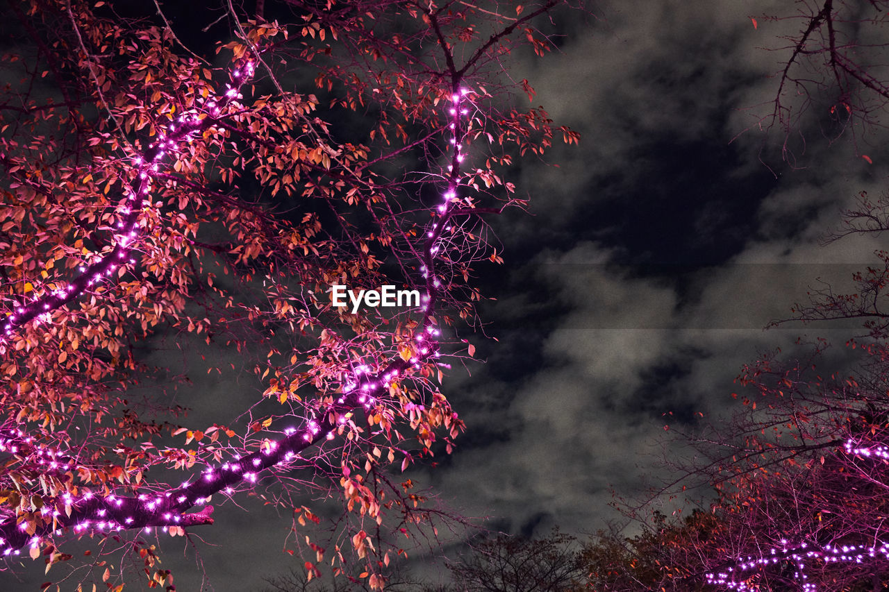 LOW ANGLE VIEW OF FIREWORK DISPLAY IN SKY