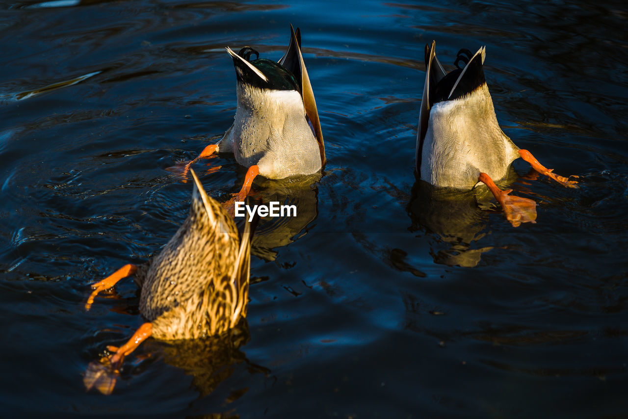 HIGH ANGLE VIEW OF BIRDS IN LAKE