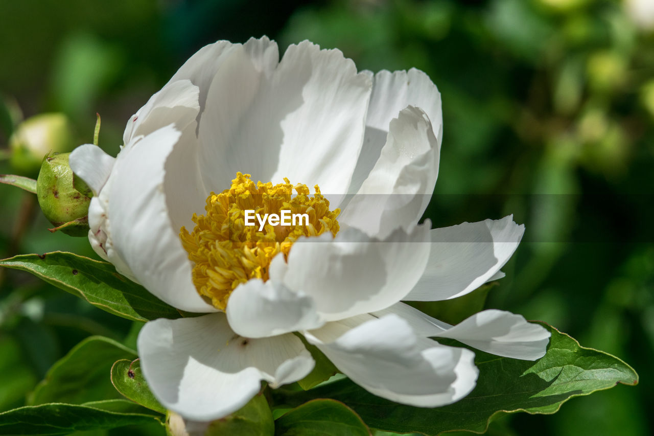 flower, flowering plant, plant, beauty in nature, freshness, petal, nature, white, flower head, close-up, inflorescence, blossom, fragility, leaf, plant part, growth, springtime, no people, pollen, outdoors, focus on foreground, macro photography, yellow, green, summer, botany