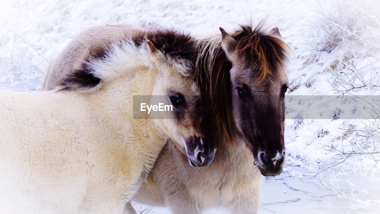 Close-up of konik on snow covered field